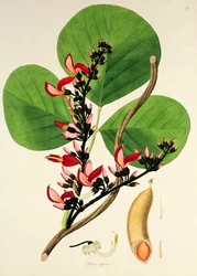 Butea Superba, illustration från "Plants of the Coromandel Coast", 1795